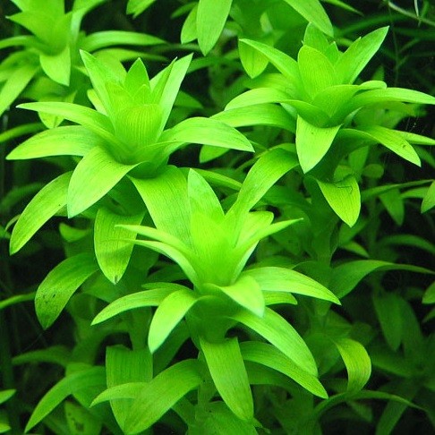 ТОНИНА РЕЧНАЯ (Tonina fluviatilis)