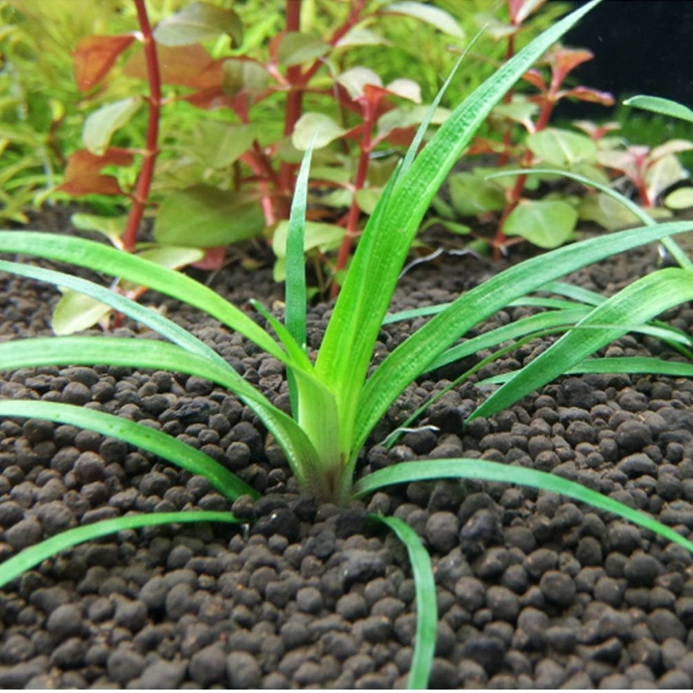 ЭРИОКАУЛОН ВЬЕТНАМ (Eriocaulon Vietnam)