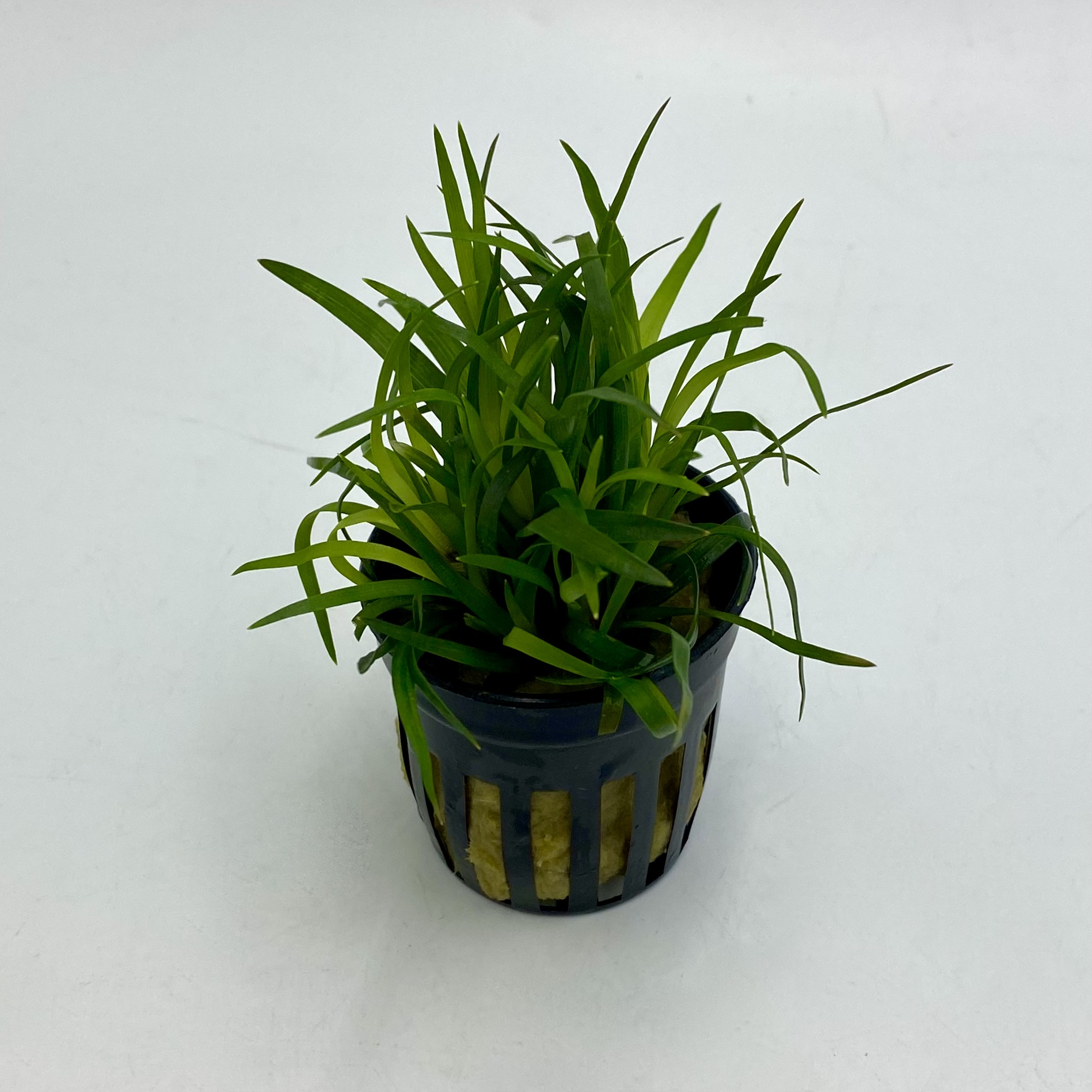 ЭРИОКАУЛОН ВЬЕТНАМ в горшке (Eriocaulon sp. Vietnam)