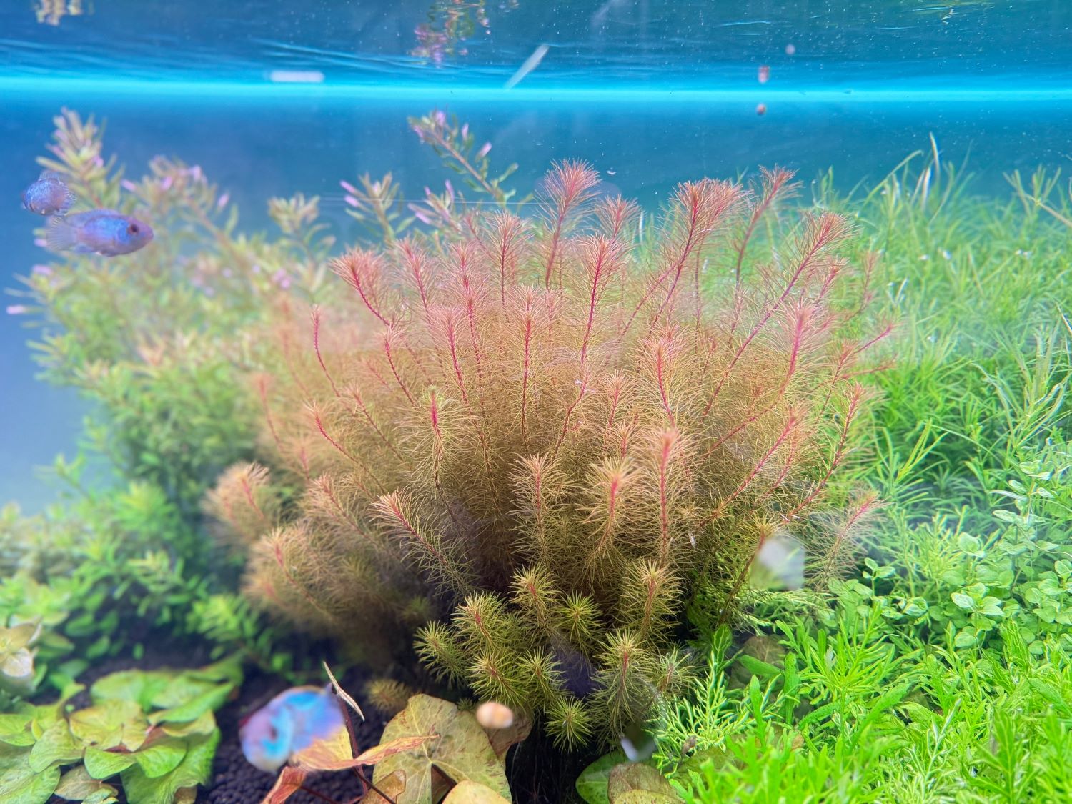 Ротала валлиха (Rotala wallichii)