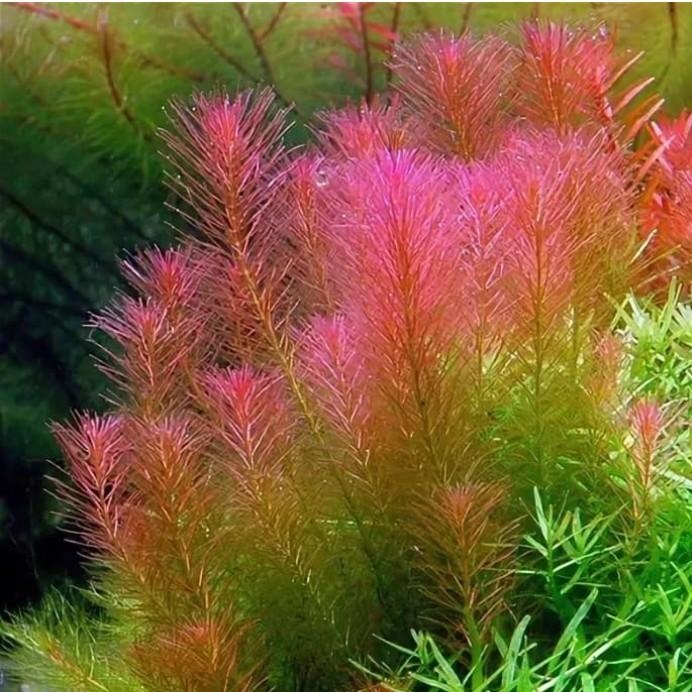 РОТАЛА ВАЛЛИХА (Rotala wallichii)