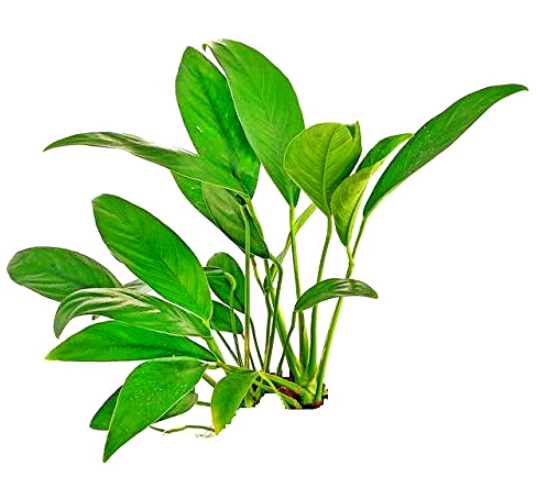 АНУБИАС БАРТЕРА "ГЛАБРА" (Anubias barteri var. glabra) в горшке