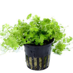 ГИДРОКОТИЛА ТРИПАРТИТА (ЩИТОЛИСТНИК ТРЕХРАЗДЕЛЬНЫЙ) горшок