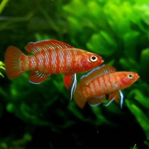 БАДИС КРАСНЫЙ СКАРЛЕТ / Badis sp. "Scarlet"