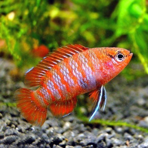 БАДИС КРАСНЫЙ СКАРЛЕТ / Badis sp. "Scarlet"