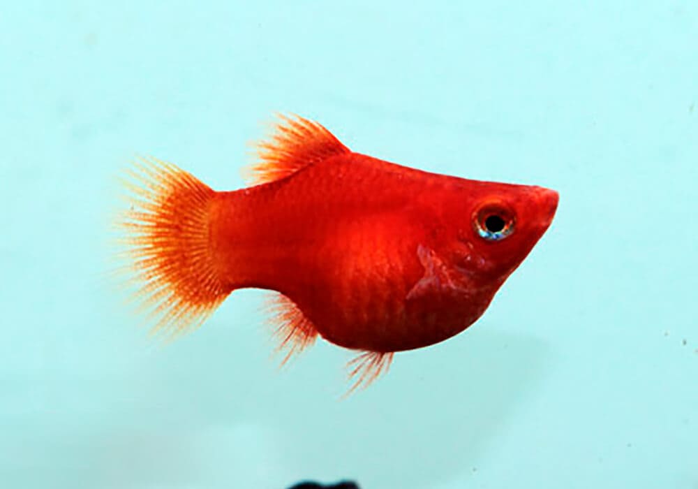 ПЕЦИЛИЯ КОРАЛЛОВАЯ (Xiphophorus maculatus)
