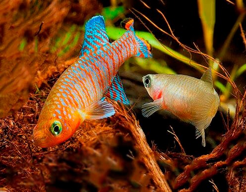 НОТОБРАНХИУС РАХОВА (Nothobranchius rachovii)