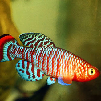 НОТОБРАНХИУС РАХОВА (Nothobranchius rachovii)