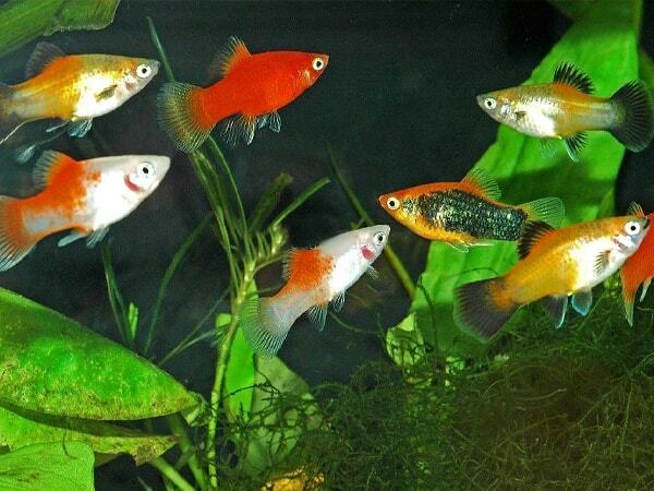 ПЕЦИЛИЯ АССОРТИ (Xiphophorus maculatus)