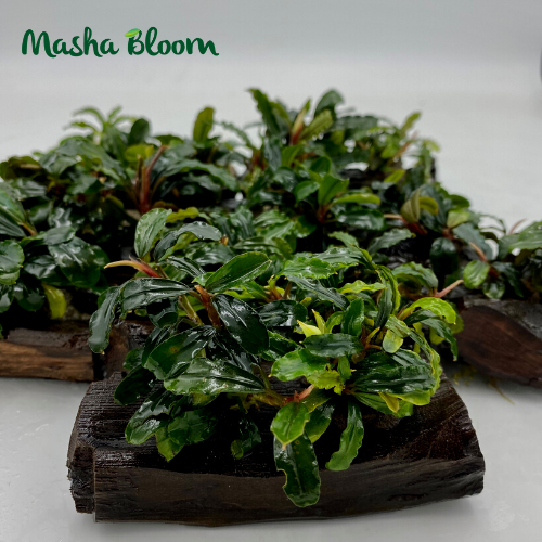 БУЦЕФАЛАНДРА МИКС НА КОРЯГЕ