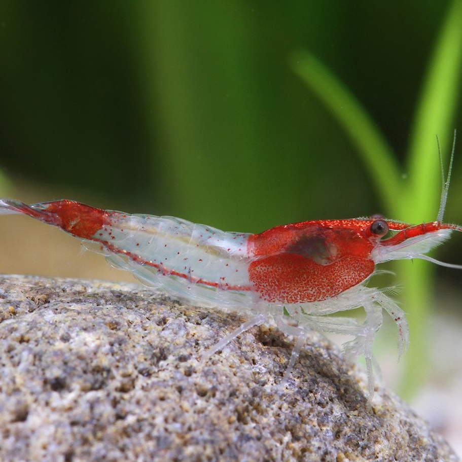 Креветка Рили красная / Neocaridina heteropoda Rili
