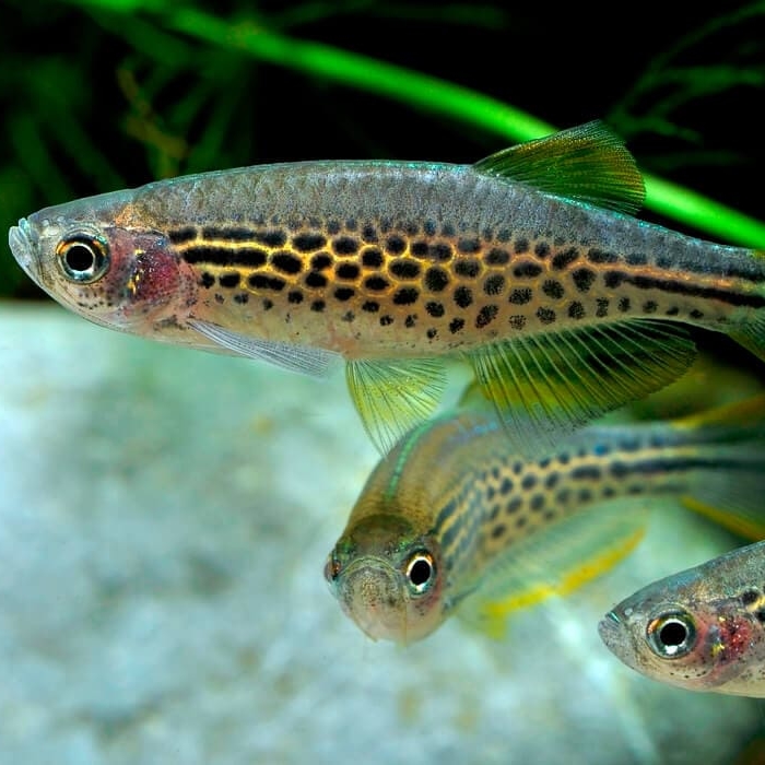 ДАНИО ЛЕОПАРДОВЫЙ (Brachydanio frankei)