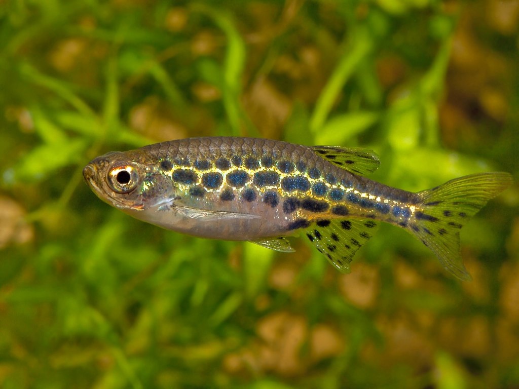 ДАНИО ЛЕОПАРДОВЫЙ (Brachydanio frankei)