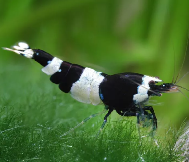 Креветка Панда (Caridina cantonensis «Panda»)