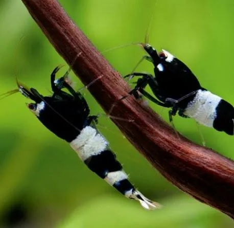 Креветка Панда (Caridina cantonensis «Panda»)