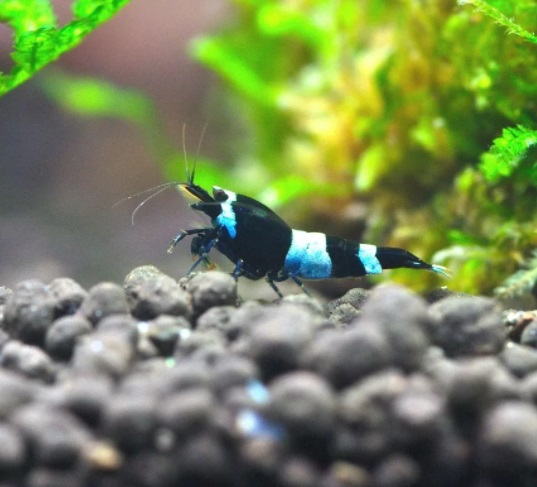 Креветка Панда Шадоу / Bee Panda Shadow