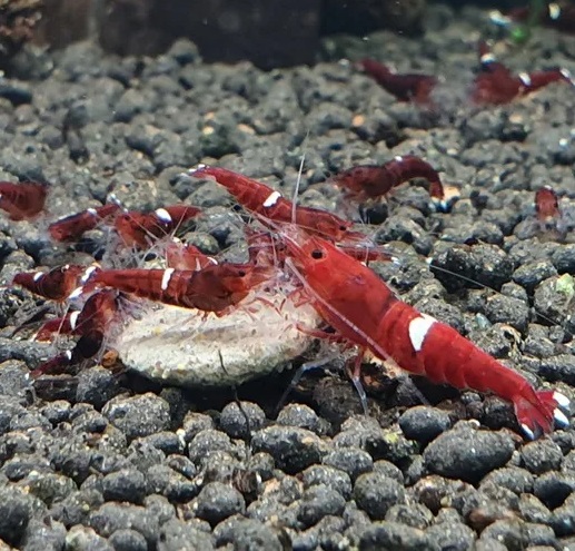 Креветка Ред Руби / Taiwan Bee  Red Ruby