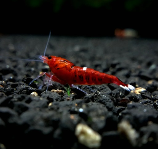Креветка Ред Руби / Taiwan Bee  Red Ruby