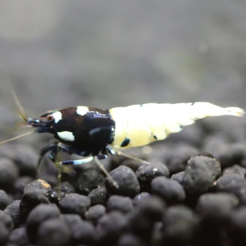 Креветка Пинто Черная "Пятнистая Голова" /Pinto Bee Black "Spotted Head"