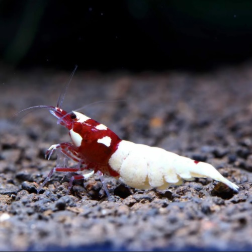 Креветка Пинто Красная "Пятнистая Голова" /Pinto Bee Red "Spotted Head"