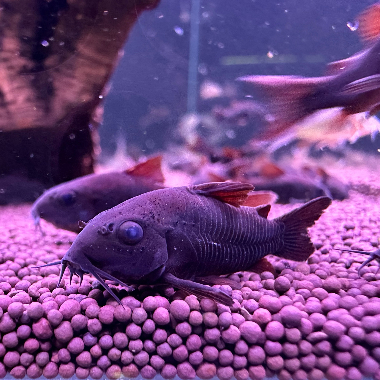 КОРИДОРАС ВЕНЕСУЭЛА БЛЭК (Corydoras Sp. «Black Venezuela»)