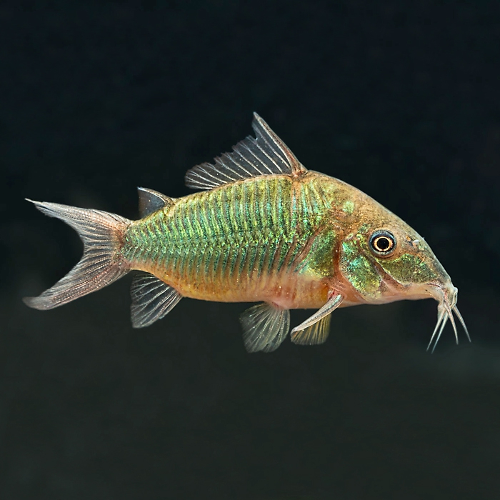 КОРИДОРАС БРОХИС ЗЕЛЕНЫЙ (Corydoras splendens)