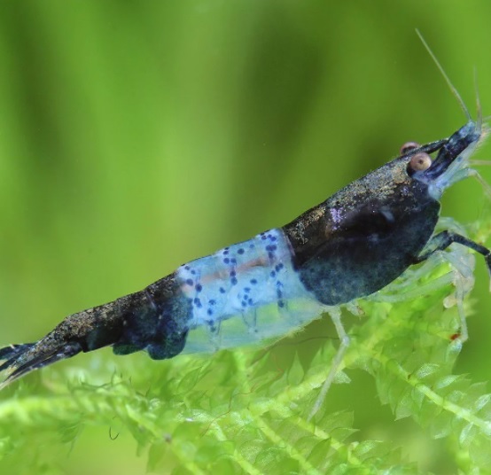 Креветка Рили синяя / (Neocaridina heteropoda rili)
