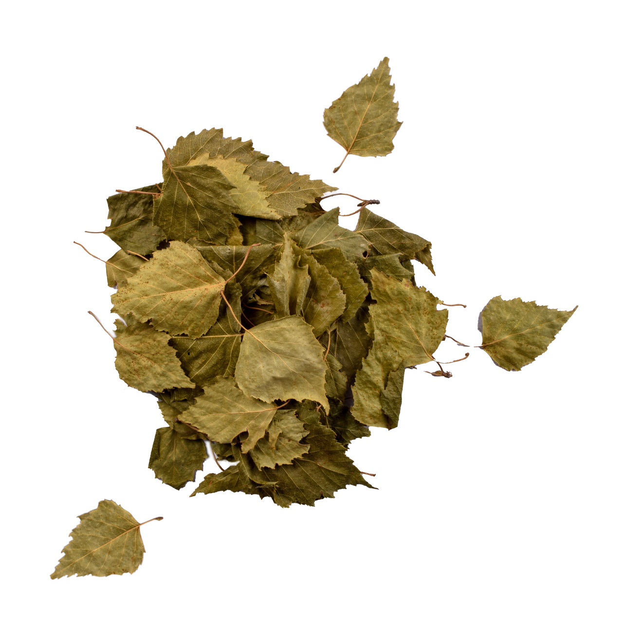 Листья березы