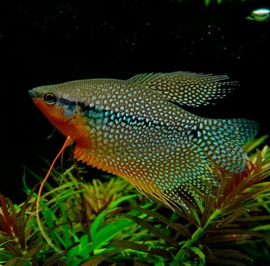ГУРАМИ ЖЕМЧУЖНЫЙ  (Trichogaster leerii)