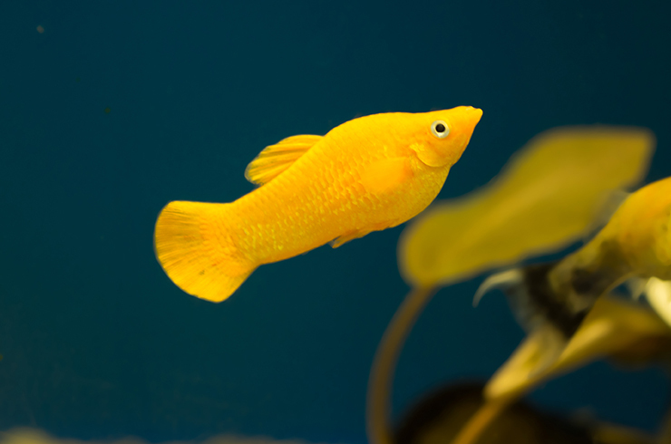 МОЛЛИНЕЗИЯ ЗОЛОТАЯ (Molly Gold)