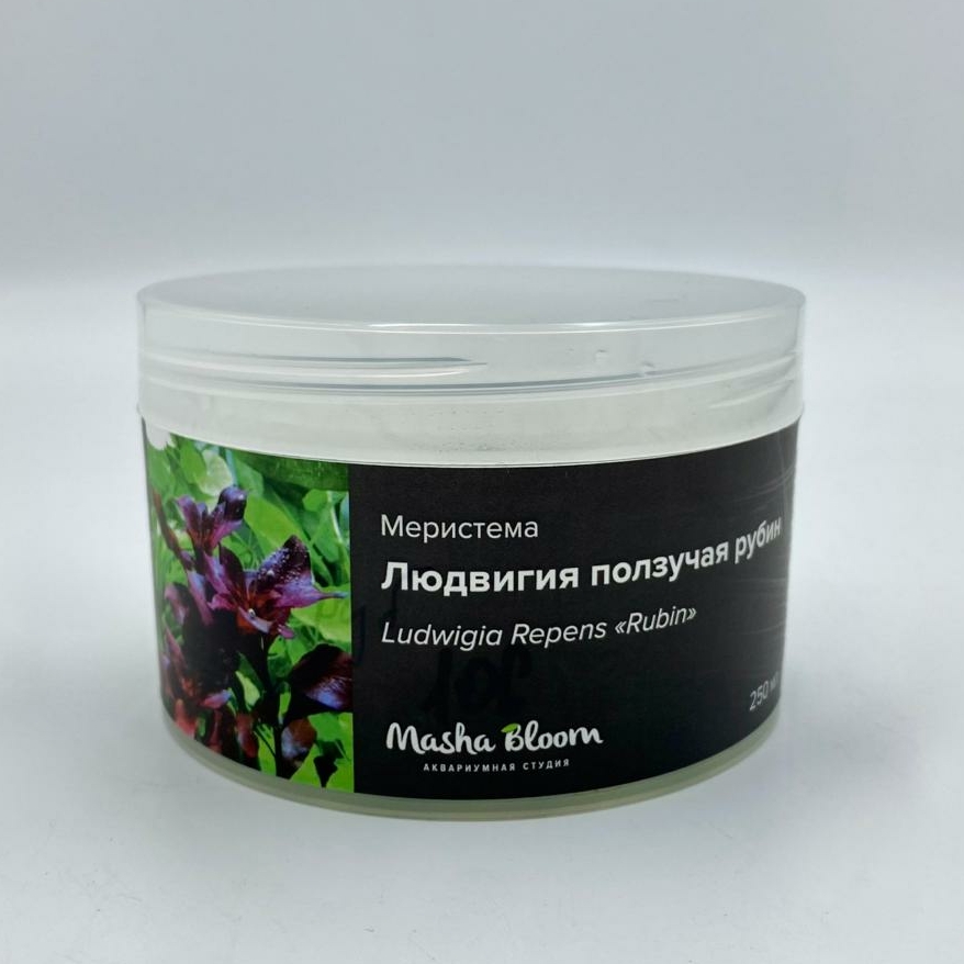 ЛЮДВИГИЯ РЕПЕНС РУБИН (Ludwigia Repens «Rubin») меристема