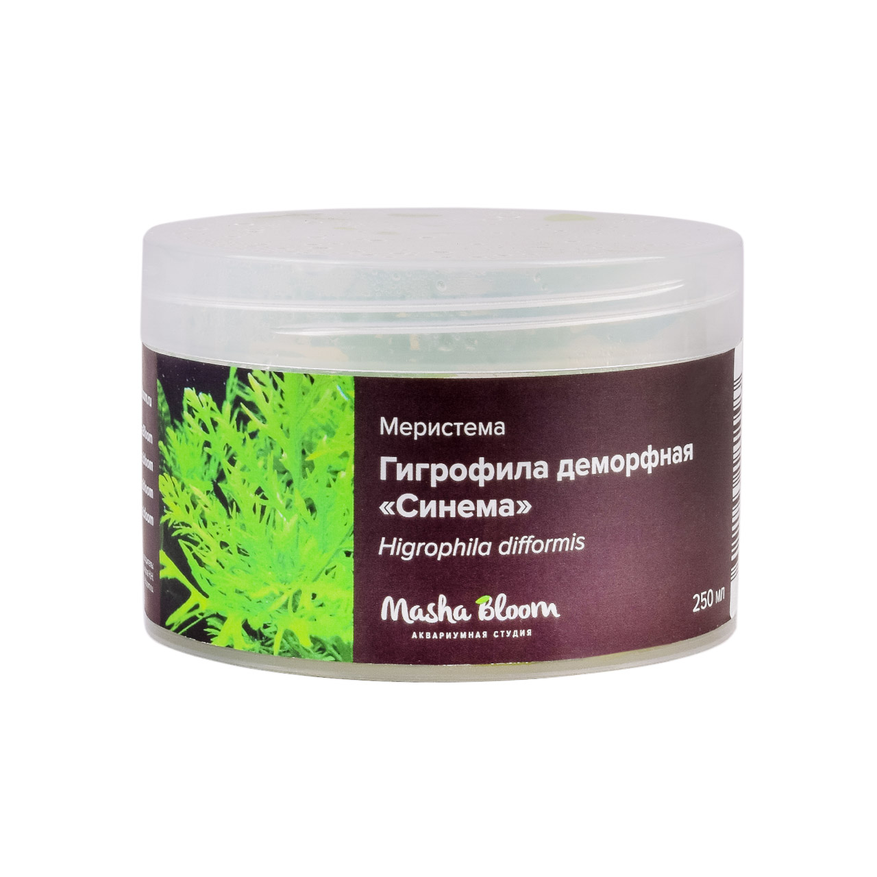 ГИГРОФИЛА ДЕМОРФНАЯ СИНЕМА меристема