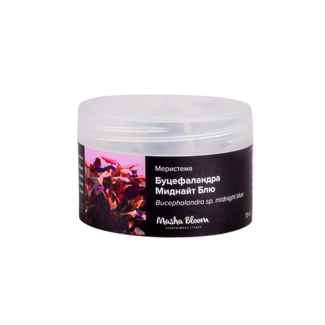БУЦЕФАЛАНДРА МИДНАЙТ БЛЮ меристема