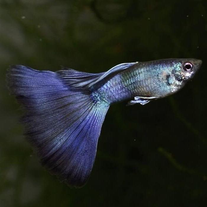 ГУППИ СИНИЙ МОСКОВСКИЙ( Guppy Moscow Blue)