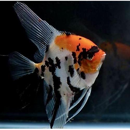 СКАЛЯРИЯ КОИ  (Pterophyllum scalare)