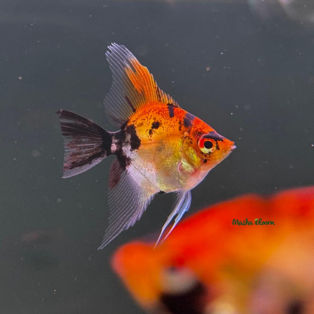 СКАЛЯРИЯ КОИ  (Pterophyllum scalare)