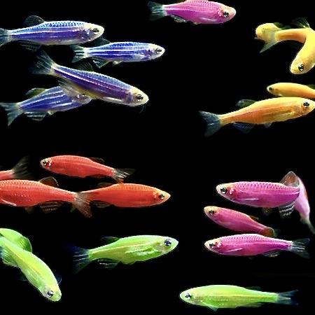 ДАНИО АССОРТИ