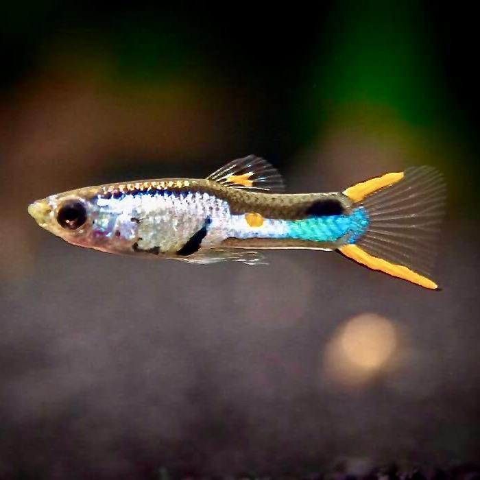 ГУППИ ЭНДЛЕРА ЭЛЬ СИЛЬВЕРАДО (guppi endler el silverado)