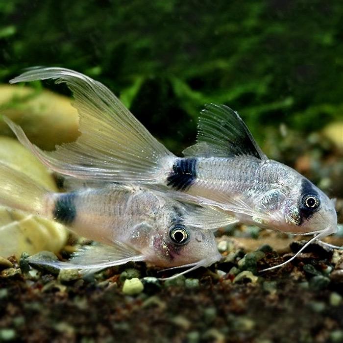 КОРИДОРАС ПАНДА ВУАЛЕВЫЙ (Corydoras Panda Longfin)