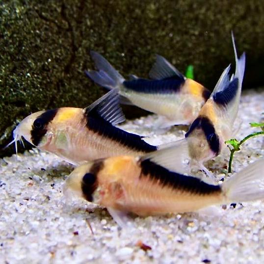 КОРИДОРАС АДОЛЬФА (Corydoras adolfoi)