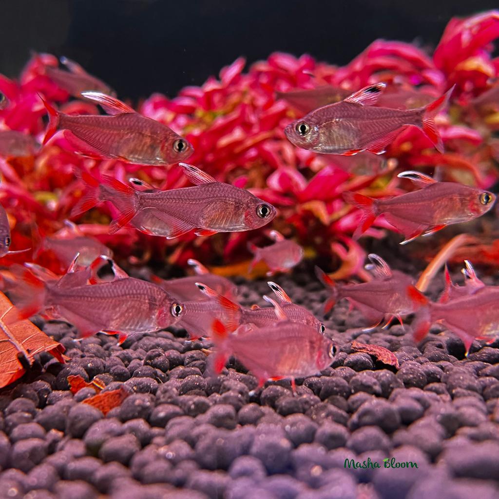 ОРНАТУС БЕЛОПЛАВНИЧНЫЙ  (Hyphessobrycon bentosi var. «White Fin»)
