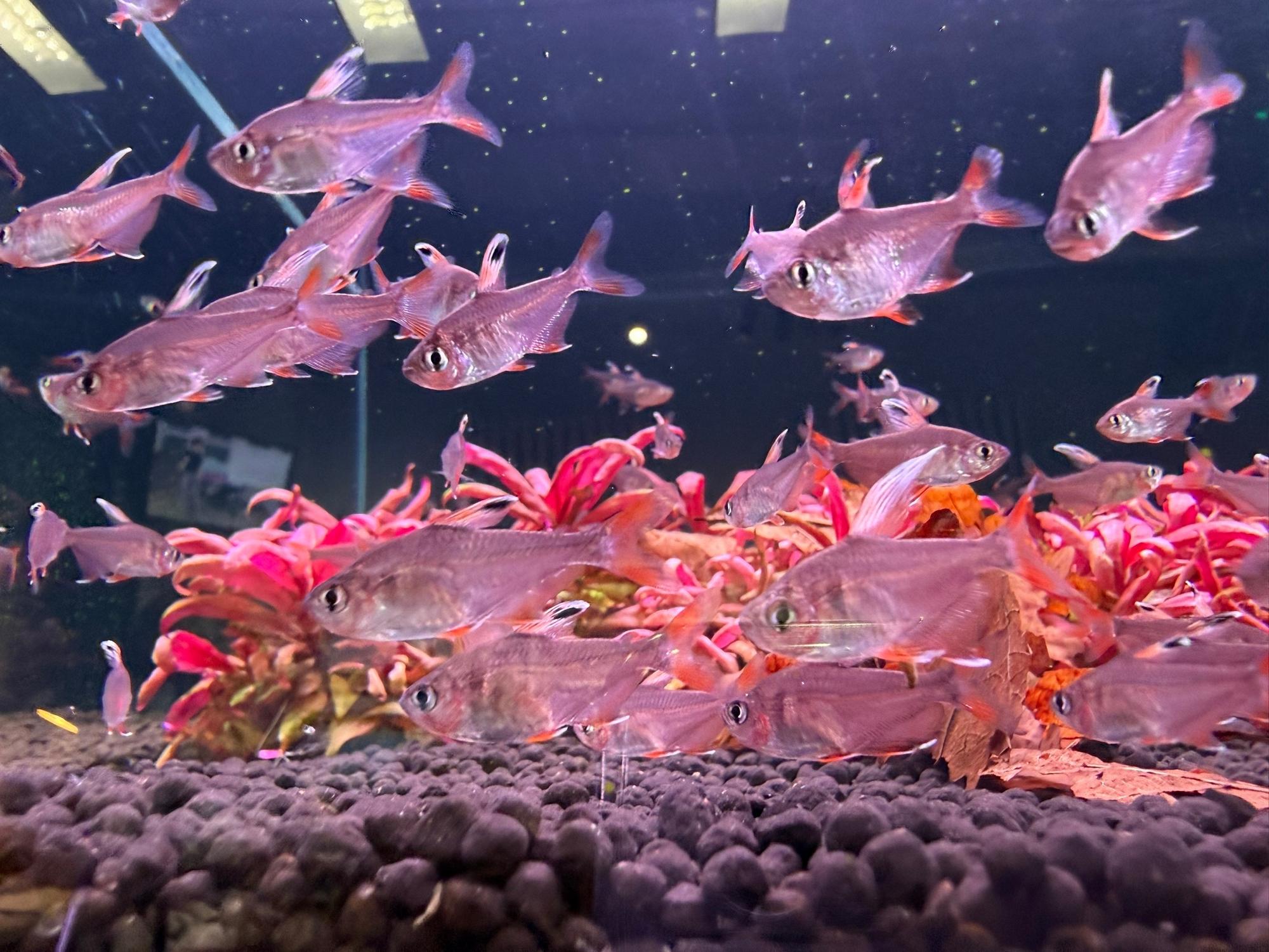 ОРНАТУС БЕЛОПЛАВНИЧНЫЙ  (Hyphessobrycon bentosi var. «White Fin»)