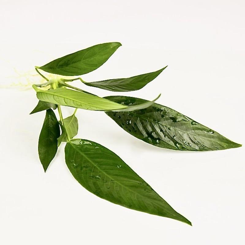 АНУБИАС ЛАНЦЕОЛАТА