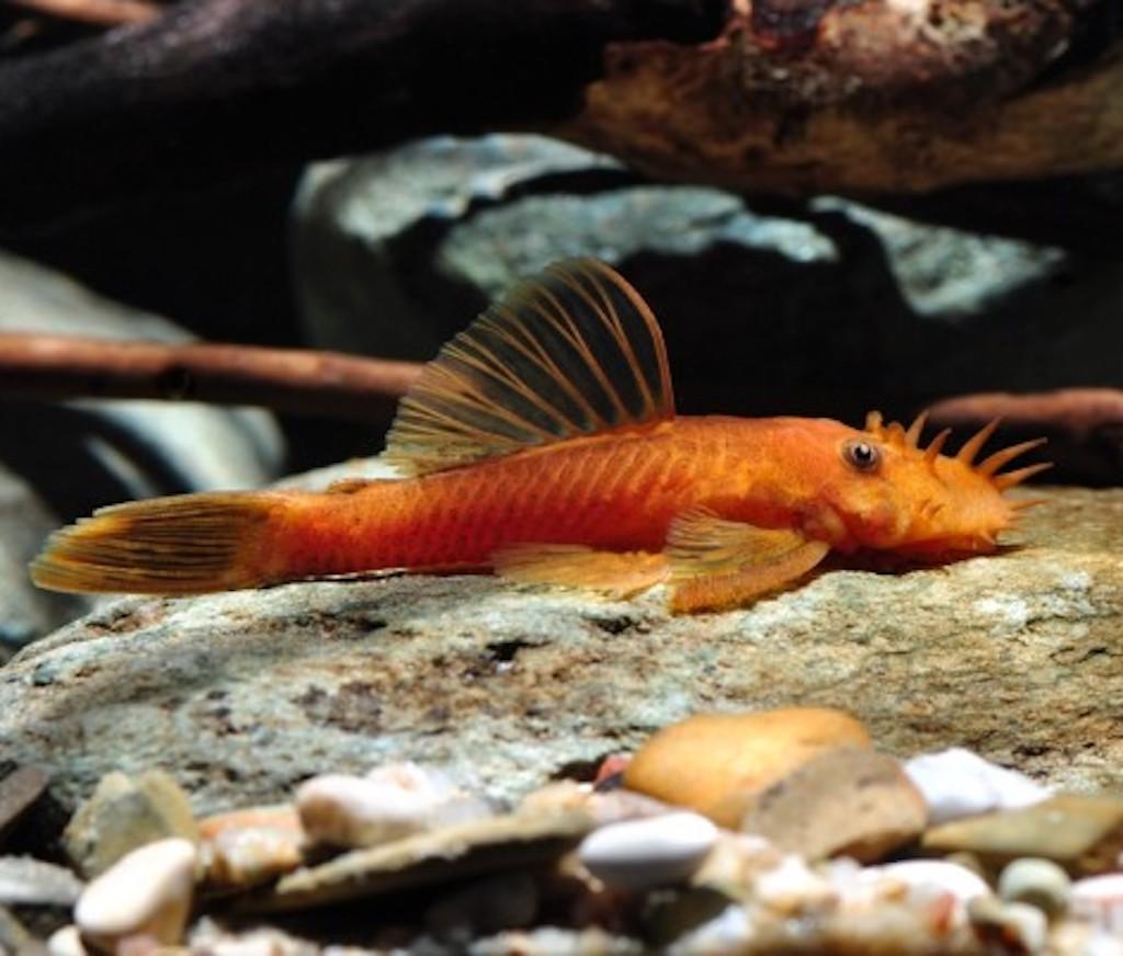 АНЦИСТРУС СУПЕР РЕД (Ancistrus Super Red)