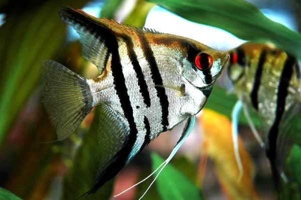 СКАЛЯРИЯ ЗЕБРА (Zebra Angelfish)