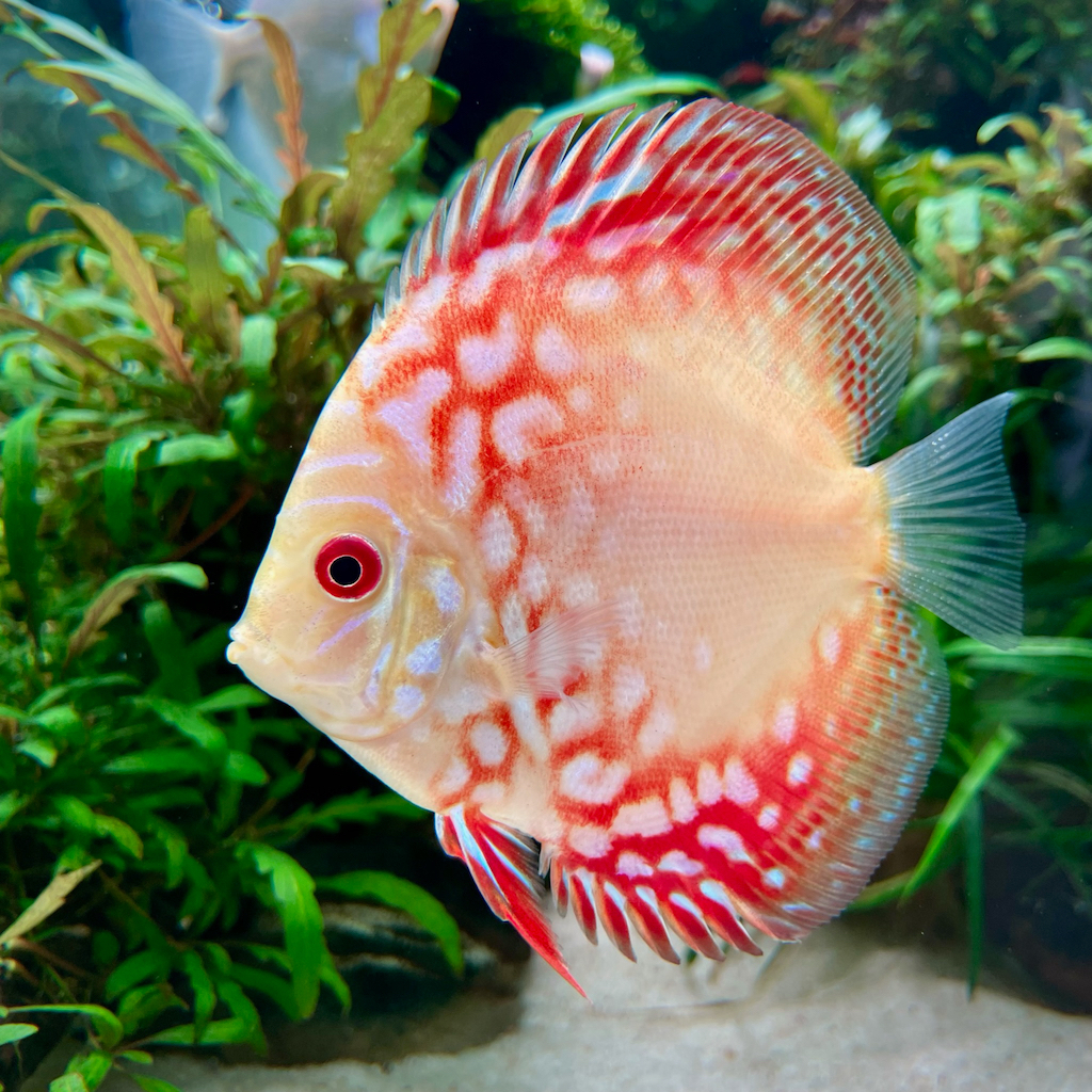 ДИСКУС КРАСНАЯ ПАНДА  (Discus red Panda)