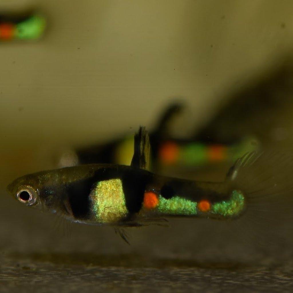 ГУППИ ЭНДЛЕРА ЭЛЬ ТИГРЕ КАМПОНА (Campoma El Tigre)