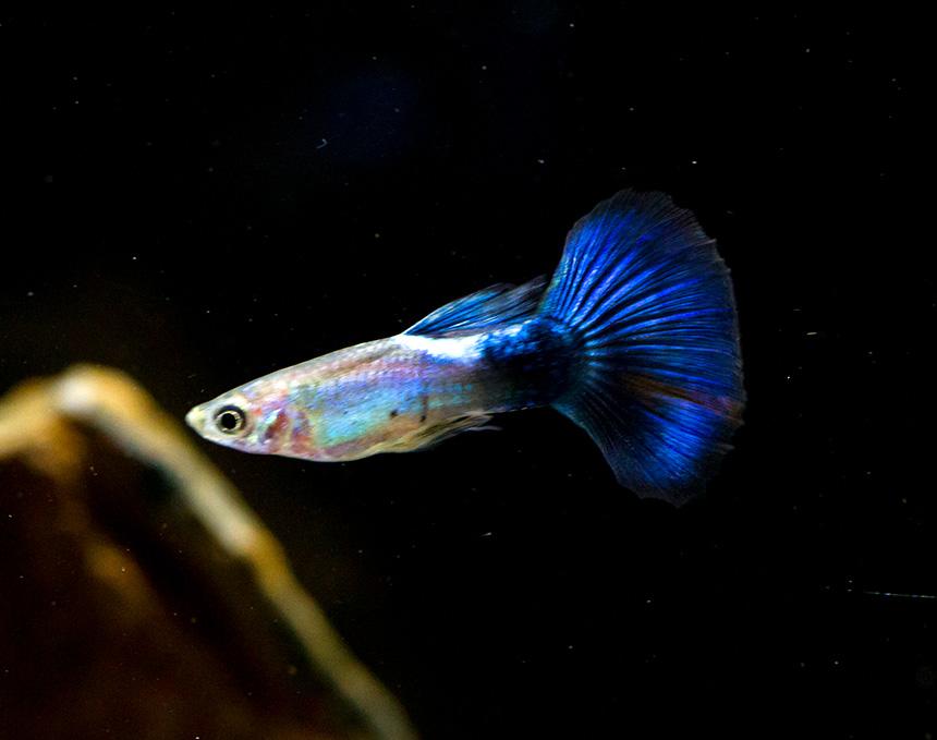 ГУППИ ПАНДА (Guppy Panda)