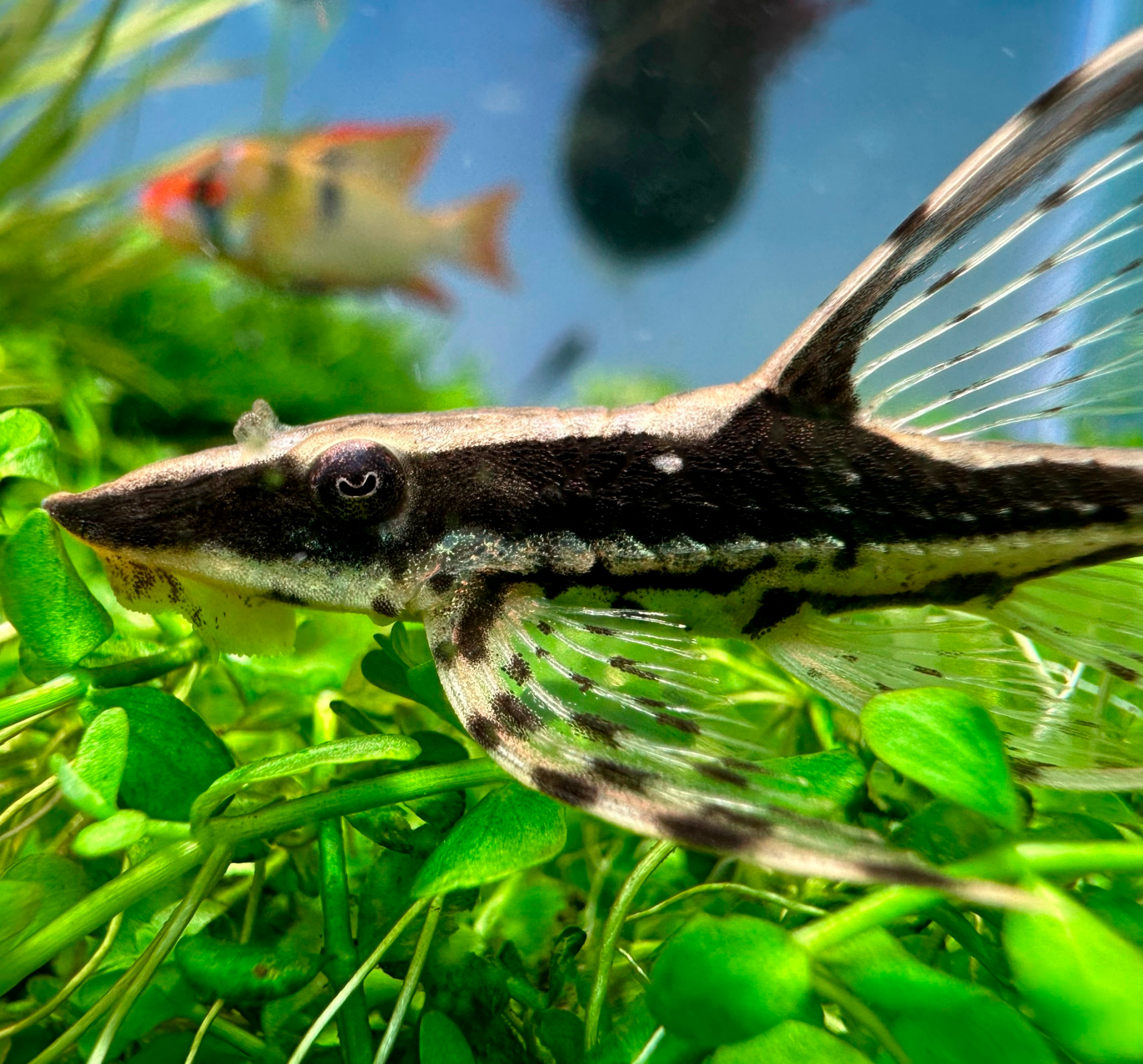 СТУРИСОМА ПАНАМСКАЯ (Sturisomatichthys panamense)