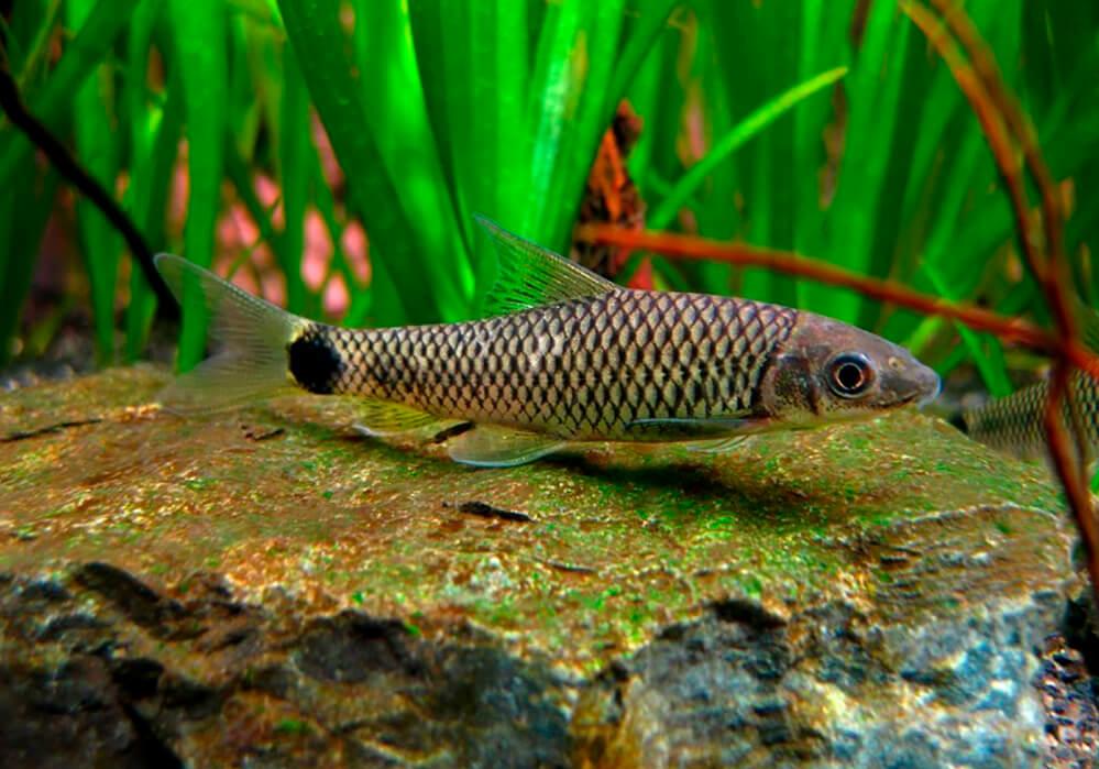 КРОССОХЕЙЛУС СЕТЧАТЫЙ (Crossocheilus reticulatus)